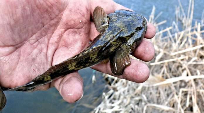 БИЧОК РІЧКОВИЙ / БУБЫРЬ