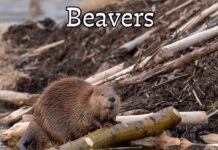 Bobr: Zvíře, které změnilo historii