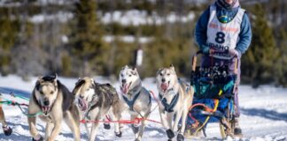 Снігова Засуха Забрала Ще Одну Жертву: Ідахо Слєд-Дог Челлендж Закрито Назавжди