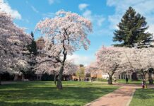 The Best Places to View Cherry Blossoms in the U.S.