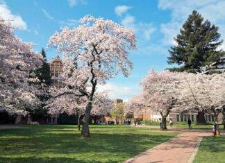 The Best Places to View Cherry Blossoms in the U.S.