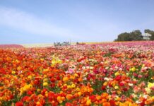 I campi di fiori più vivaci degli Stati Uniti: una guida alle fioriture stagionali