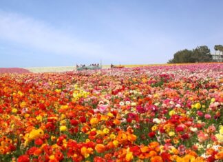 Найяскравіші Квіткові Поля США: Гід Сезонного Цвітіння