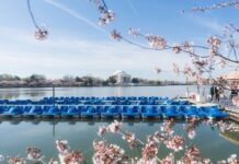 Цвітіння Вишні у Вашингтоні (Округ Колумбія) у 2026 році: Прогноз та гід по піку Цвітіння