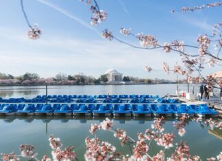 Цвітіння Вишні у Вашингтоні (Округ Колумбія) у 2026 році: Прогноз та гід по піку Цвітіння