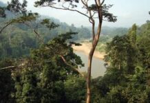 So erkunden Sie den alten Regenwald von Malaysias Taman Negara