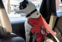 Perché il tuo cane ha bisogno della cintura di sicurezza: il pericolo nascosto degli animali domestici senza restrizioni