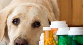 Managing Pet Bladder Control and Motion Sickness on Road Trips