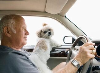 Is Driving with a Dog in Your Lap a Crime? The New Laws and Safety Risks